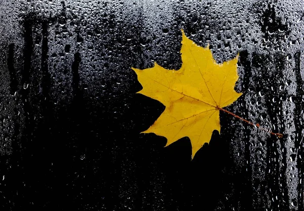 Hojas de otoño para vidrio lluvioso. concepto de temporada de otoño. —  Fotos de Stock