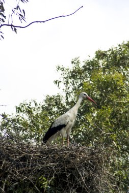 Leylek yuvalarında taç bir ağacın içinde