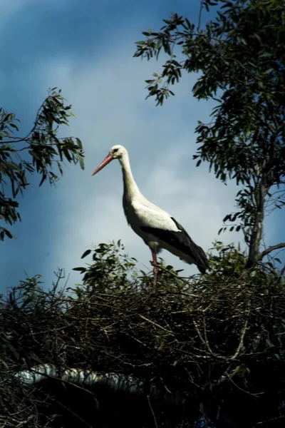 Storks Nest Crown Tree — Stock Photo, Image