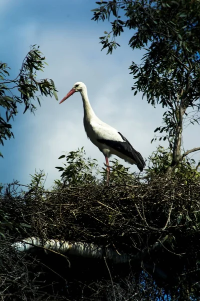 Störche Nest Der Baumkrone — Stockfoto