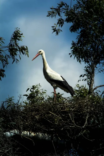 Störche Nest Der Baumkrone — Stockfoto