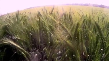 Buğday alan gündoğumu güneşli bir günde