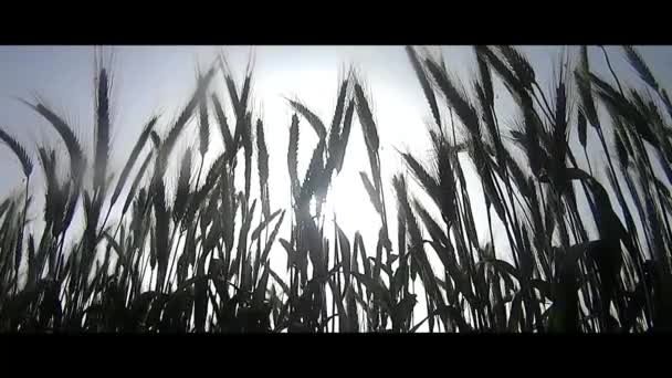 Wheat Field Sunrise Sunny Day — Stock Video