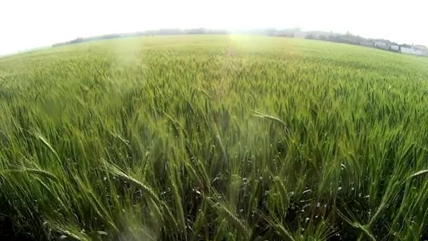 Campo Grano All Alba Una Giornata Sole — Video Stock