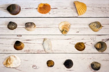 Beyaz ahşap bir masa üzerinde yerleştirilen midye kabukları koleksiyonu