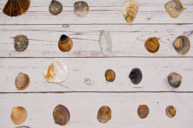Beyaz ahşap bir masa üzerinde yerleştirilen midye kabukları koleksiyonu