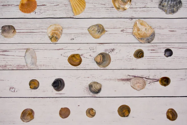 Coleção Conchas Amêijoa Colocadas Uma Mesa Madeira Branca — Fotografia de Stock