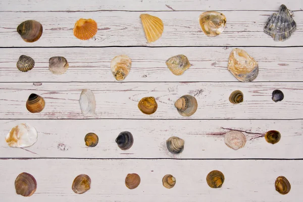 Sammlung Von Muschelschalen Auf Einem Weißen Holztisch — Stockfoto
