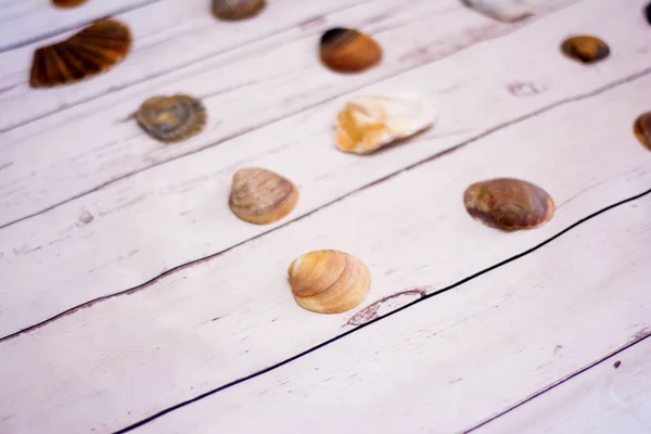 Raccolta Conchiglie Vongole Poste Tavolo Legno Bianco — Foto Stock