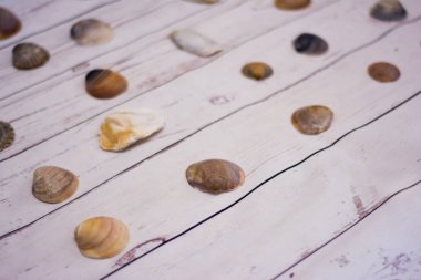 Beyaz ahşap bir masa üzerinde yerleştirilen midye kabukları koleksiyonu