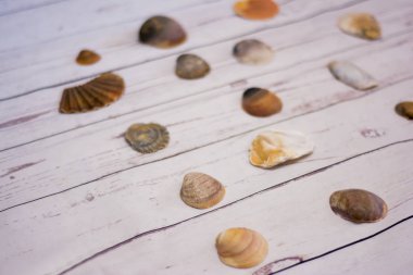 Beyaz ahşap bir masa üzerinde yerleştirilen midye kabukları koleksiyonu