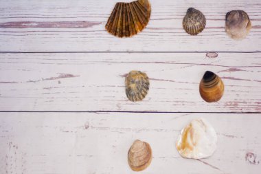 Beyaz ahşap bir masa üzerinde yerleştirilen midye kabukları koleksiyonu