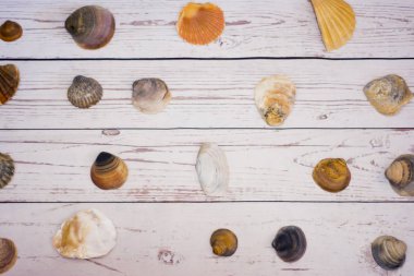 Beyaz ahşap bir masa üzerinde yerleştirilen midye kabukları koleksiyonu