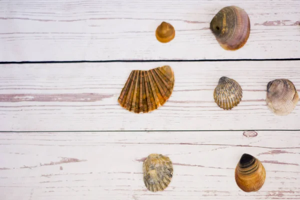 Raccolta Conchiglie Vongole Poste Tavolo Legno Bianco — Foto Stock