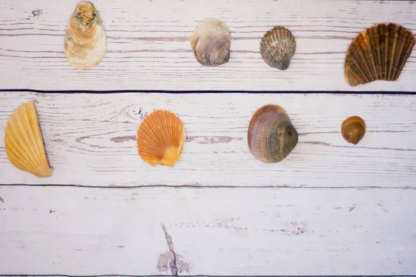 Colección Conchas Almejas Colocadas Sobre Una Mesa Madera Blanca — Foto de Stock