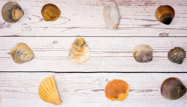 Coleção Conchas Amêijoa Colocadas Uma Mesa Madeira Branca — Fotografia de Stock