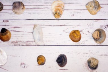Beyaz ahşap bir masa üzerinde yerleştirilen midye kabukları koleksiyonu