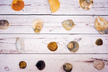 Beyaz ahşap bir masa üzerinde yerleştirilen midye kabukları koleksiyonu
