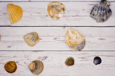 Beyaz ahşap bir masa üzerinde yerleştirilen midye kabukları koleksiyonu