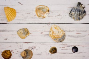 Beyaz ahşap bir masa üzerinde yerleştirilen midye kabukları koleksiyonu
