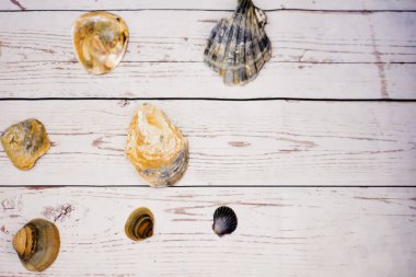 Beyaz ahşap bir masa üzerinde yerleştirilen midye kabukları koleksiyonu