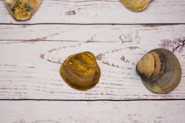 Beyaz ahşap bir masa üzerinde yerleştirilen midye kabukları koleksiyonu