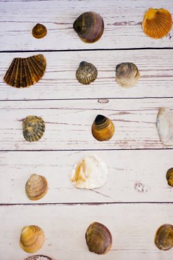 Beyaz ahşap bir masa üzerinde yerleştirilen midye kabukları koleksiyonu