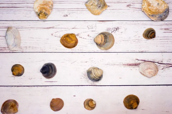 放在白色木桌上的蛤壳的收集 — 图库照片