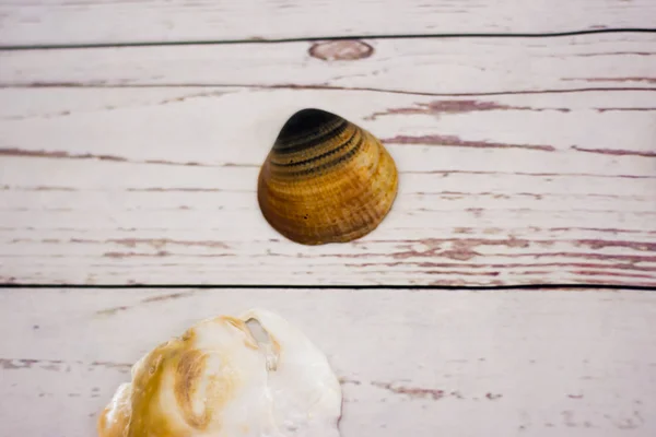 Collection Clam Shells Placed White Wooden Table — Stock Photo, Image