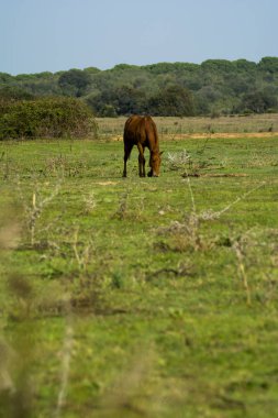 Yalnız at alanında ücretsiz ve vahşi yürüme