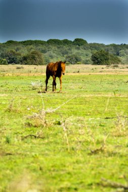 Yalnız at alanında ücretsiz ve vahşi yürüme
