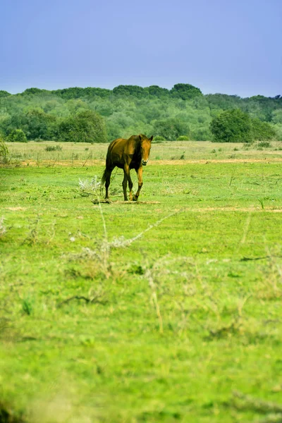 Одинокий Конь Ходит Свободно Дико Поле — стоковое фото