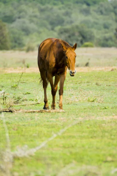 フィールドでフリー 野生を歩く孤独な馬 — ストック写真