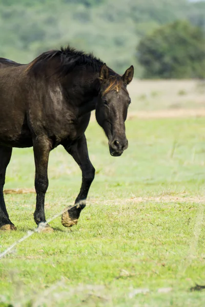 Cavalo Solitário Andando Livre Selvagem Campo — Fotografia de Stock