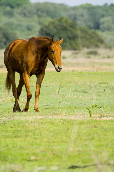 Cavalo Solitário Andando Livre Selvagem Campo — Fotografia de Stock