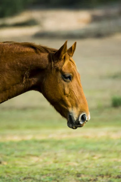 フィールドでフリー 野生を歩く孤独な馬 — ストック写真