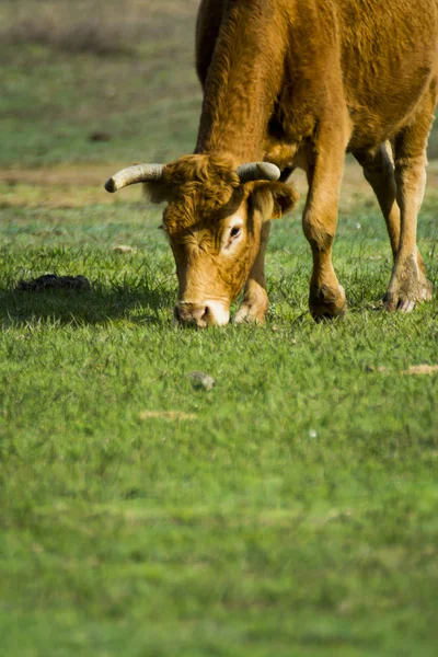 Свободная Одинокая Корова Поле — стоковое фото
