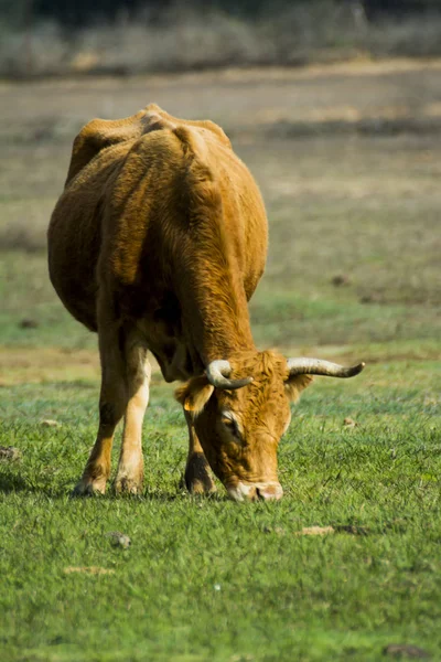 Free Wild Solitary Cow Field — Stock Photo, Image