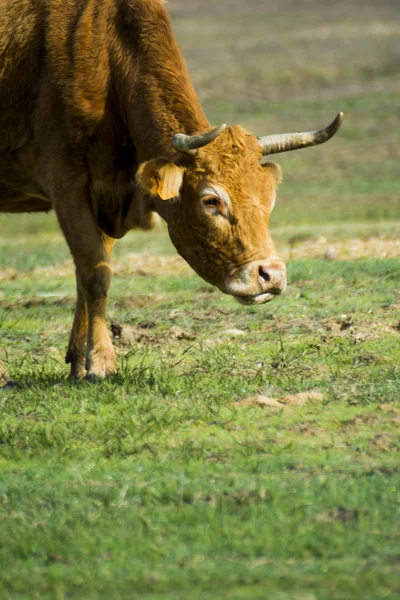 Free Wild Solitary Cow Field — Stock Photo, Image