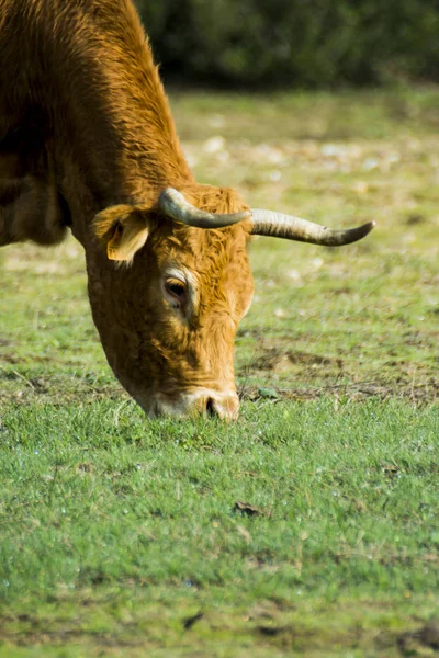 Вільна Дика Самотня Корова Полі — стокове фото