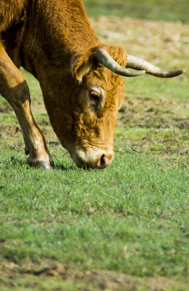 Free Wild Solitary Cow Field — Stock Photo, Image