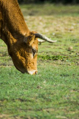 Özgür ve vahşice bir alanda yalnız inek