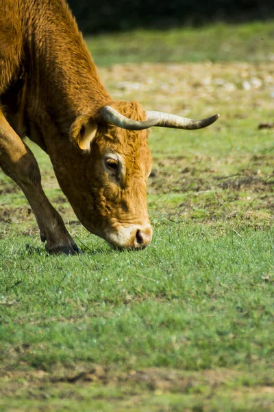 Свободная и одинокая корова в поле — стоковое фото