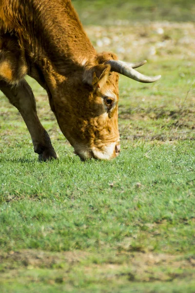 Free Wild Solitary Cow Field — Stock Photo, Image