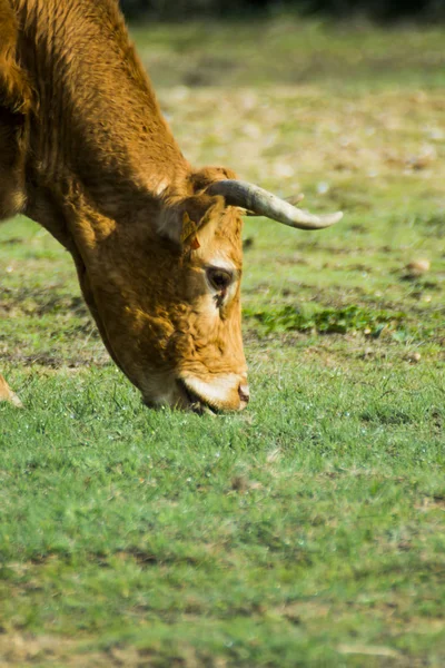 Bezplatné Volně Osamělý Kráva Poli — Stock fotografie