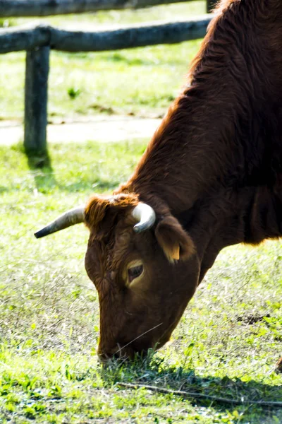 Free Wild Solitary Cow Eating Field — Stock Photo, Image