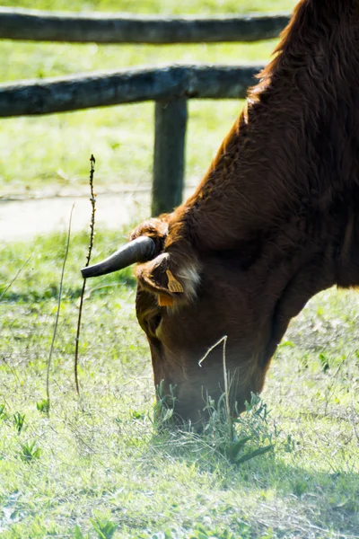 Free Wild Solitary Cow Eating Field — Stock Photo, Image