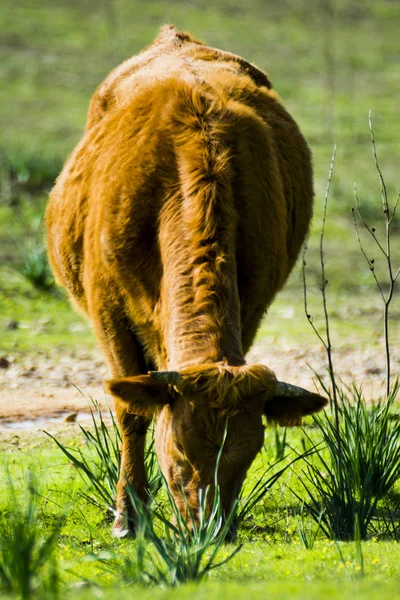Vaca Solitaria Libre Salvaje Comiendo Campo —  Fotos de Stock