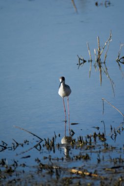 Kuşlar bir lagün besleme
