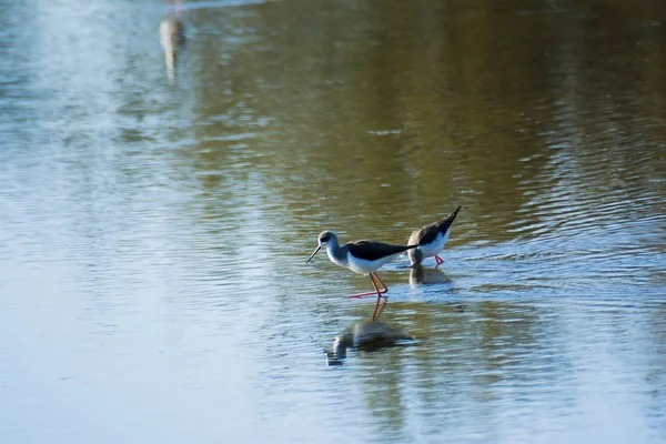 Vögel Fressen Einer Lagune — Stockfoto
